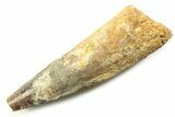 Fossil Spinosaurus Tooth - Real Dinosaur Tooth #357849-1